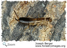 striped earwig