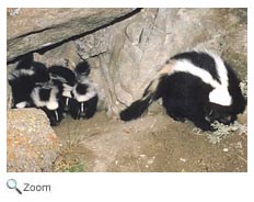 Striped Skunk