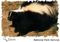 Striped Skunk