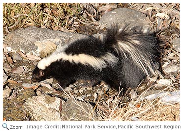 Striped Skunk