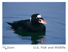 Surf Scoter