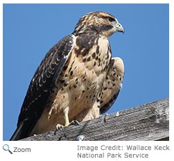 Swainson's Hawk