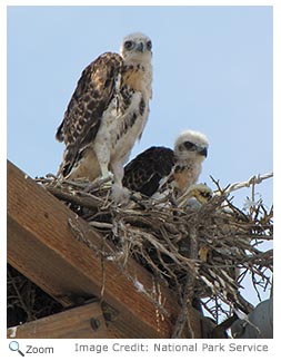 Swainson's Hawk