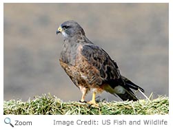 Swainson's Hawk