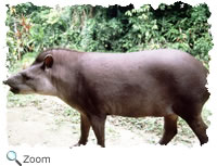 Baird's  tapir