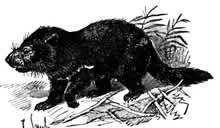 Tasmanian devil