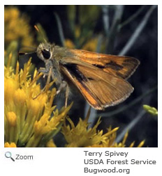 tawny edged skipper