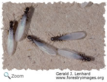 termites