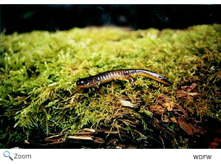 torrent salamander