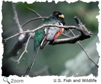 elegant trogon