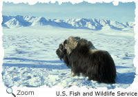 Musk ox in the tundra