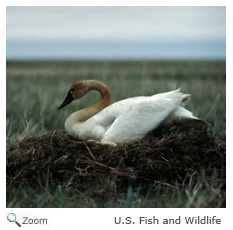 Tundra Swan