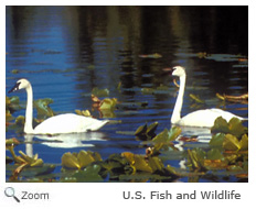 Tundra Swan