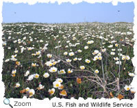 White Dryad on the tundra