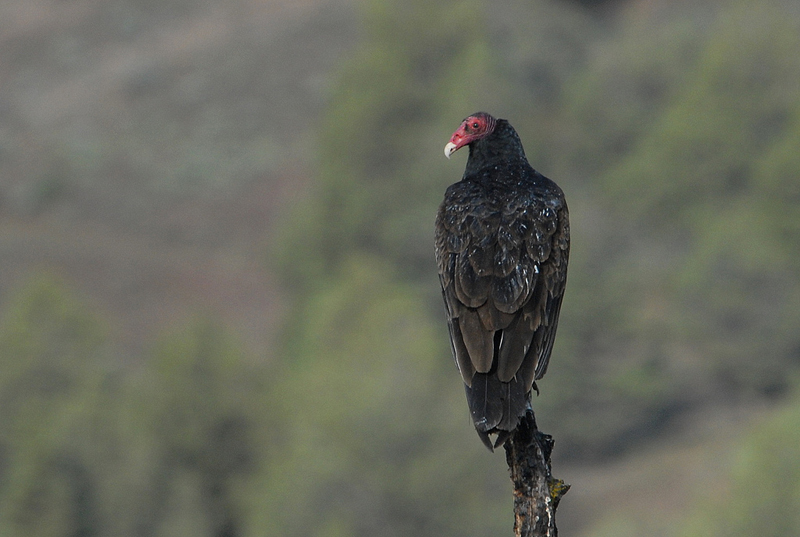 are vultures scavengers