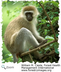 vervet monkey