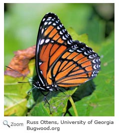 Viceroy Butterfly