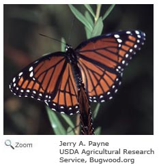 Viceroy Butterfly