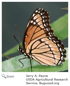 Viceroy Butterfly