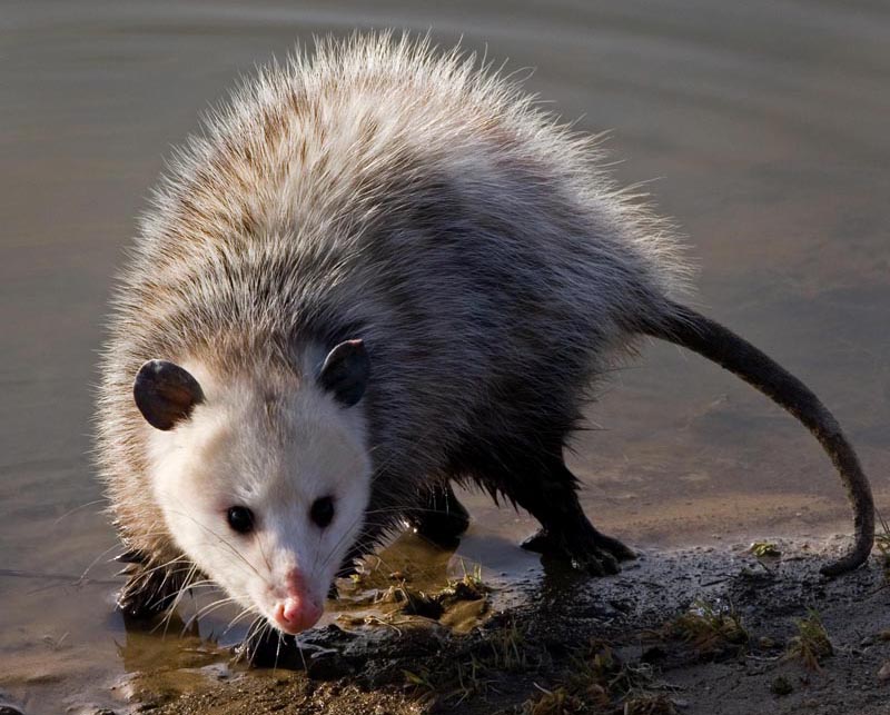 Resultado de imagem para opossum
