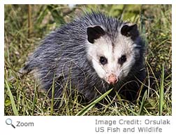 Opossum