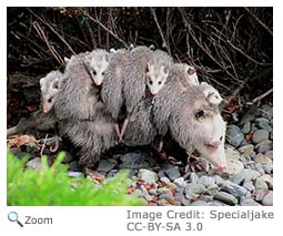 Opossum