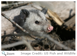 opossum