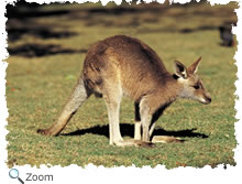 wallaby