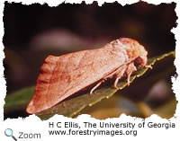 walnut moth
