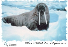 Walrus