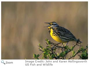 Western Meadowlark