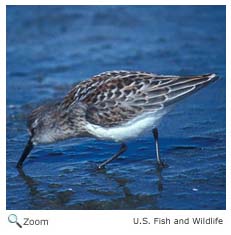 Western Sandpiper