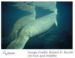 West Indian manatee