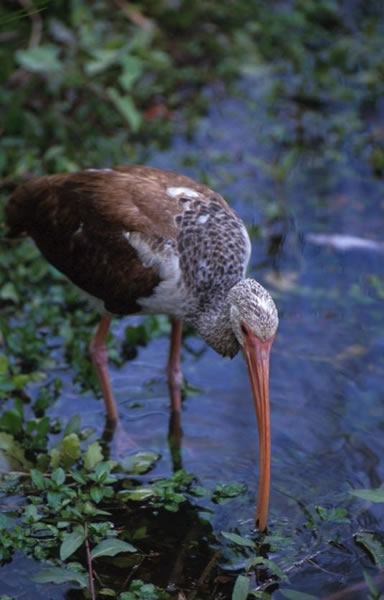 ibis bill albus eudocimus orange curved department development