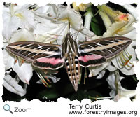 whitelined sphinx
