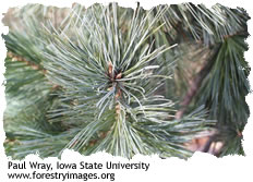 white pine