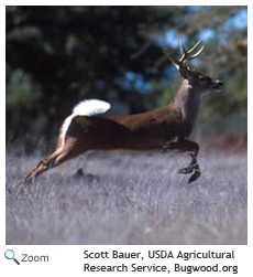 White-tailed Deer