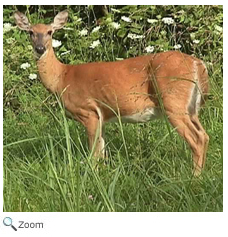 White-tailed Deer
