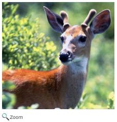 White-tailed Deer