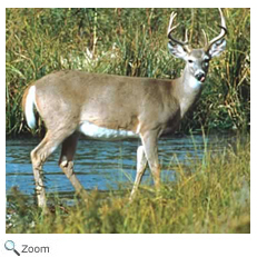 White-tailed Deer