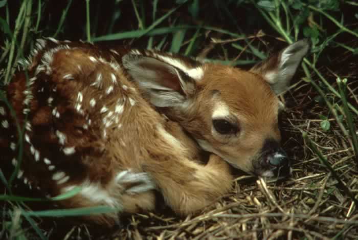 White-tailed Deer - Odocoileus virginianus | Wildlife Journal Junior