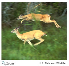 White-tailed Deer