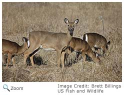 White-tailed Deer