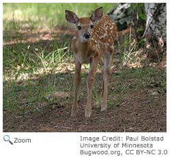 White-tailed Deer