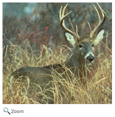 White-tailed deer