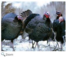Wild Turkey