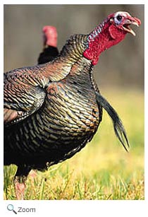 turkey