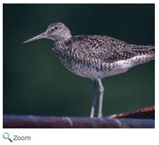 Willet
