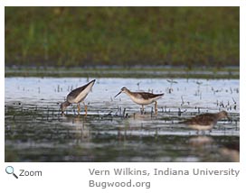 Wilson's Phalarope