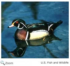 Wood Duck
